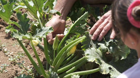 Crop hands of grandfather touching green vegetable plants