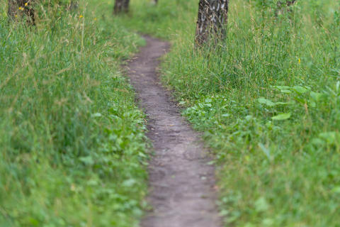 Winding narrow dirt path through green grassy forest with birch trunks, soft daylight, shallow depth