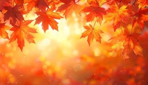 Red Maple Leaves with Warm Orange Bokeh in Autumn Sunlight