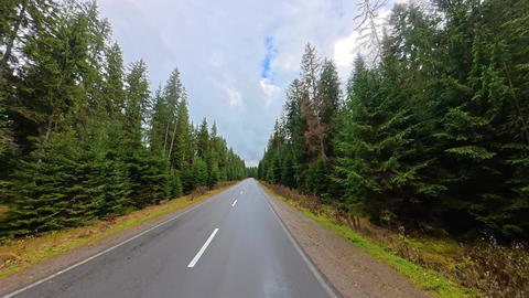 Empty asphalt road through a dense evergreen mountain forest, Forward view along quiet highway