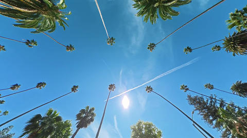 Tall palm trees rising above Beverly Hills Los Angeles California, Upward moving view of tropical