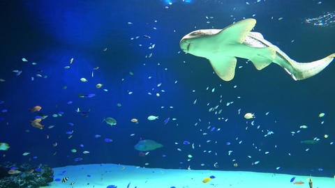 The Zebra Shark, Flapnose Ray, and many tropical fish swimming underwater. Stegostoma Fasciatum. 4K