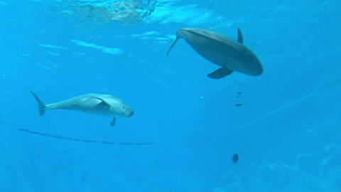 Two East Asian Finless Porpoises Swimming Together Underwater. 4K