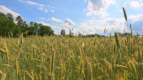 Wheat field. Golden wheat field. Ears of golden wheat. Agricultural field wheat in picturesque