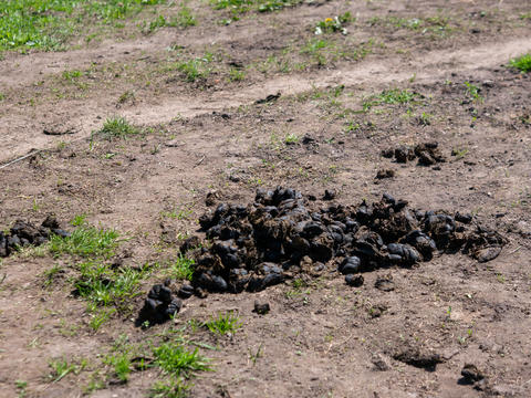 Fresh Horse Manure on Rural Dirt Road