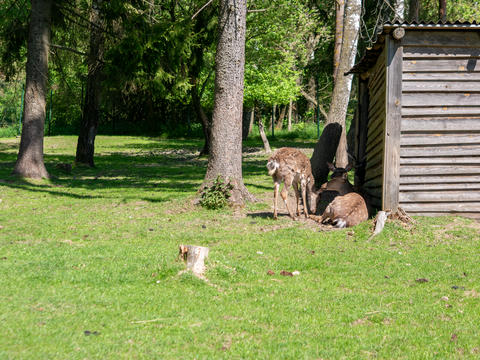 Young Deer Resting Near Wooden Forest Shelter