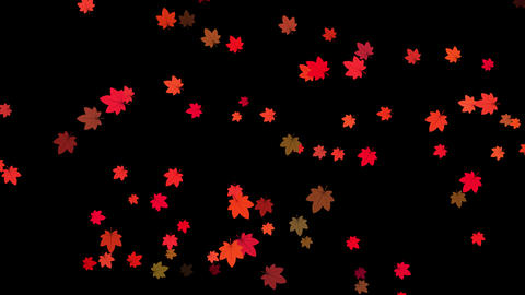 Vibrantly colored maple leaves fluttering down from above