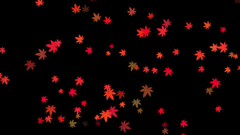 Footage of red and orange maple leaves fluttering down