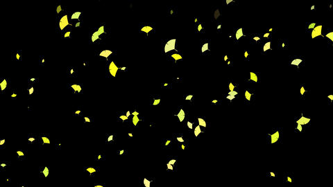 Stock footage of beautiful autumn ginkgo leaves fluttering down