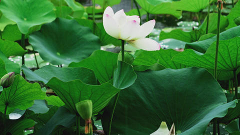 White Lotus Flower Blooming in a Rainy Pond with Green Leaves