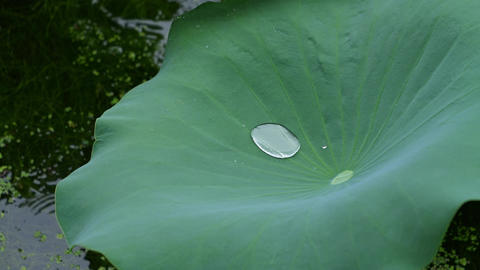 Large Green Lotus Leaf Holding Rainwater in a Lush Natural Setting