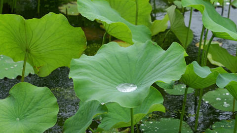 Large Green Lotus Leaf Holding Rainwater in a Lush Natural Setting