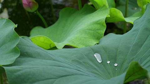 Large Green Lotus Leaf Holding Rainwater in a Lush Natural Setting