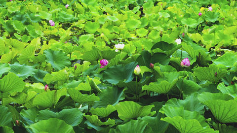 Vast Rain-Soaked Lotus Pond with White and Pink Flowers in Summer