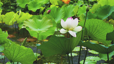 White Lotus Flower Blooming in a Rainy Pond with Green Leaves