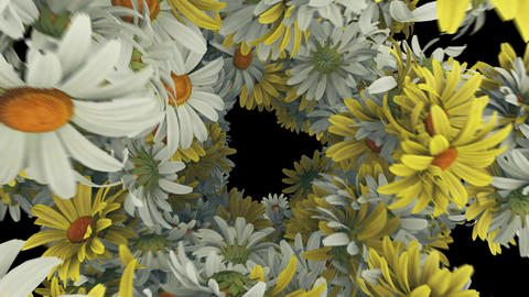 Daisy flowers exploding