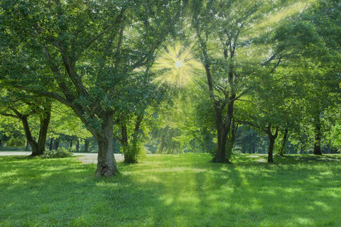Green Forest sunlight