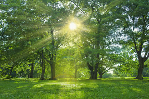 Green Forest sunlight