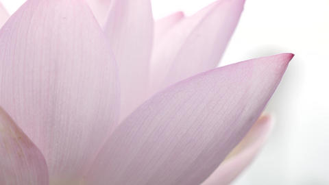 Beautiful Close-up of Pink Lotus Flower Petals and Seed Pod