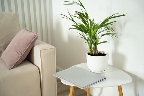 Minimalist interior with potted plant on round table and beige sofa in well-lit room. Biophilic home