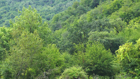 Scenic view of tranquil natural scenery. Mountain river in the Caucasus region