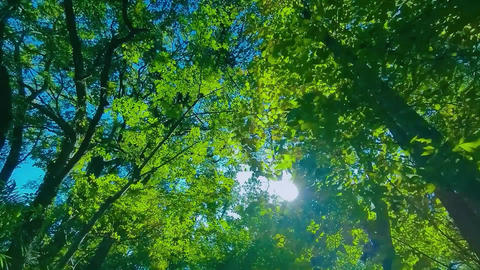 Green Tree sunlight