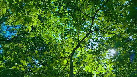 Forest leaves sunlight