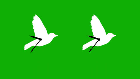 Pigeon behind the clock hands on green screen