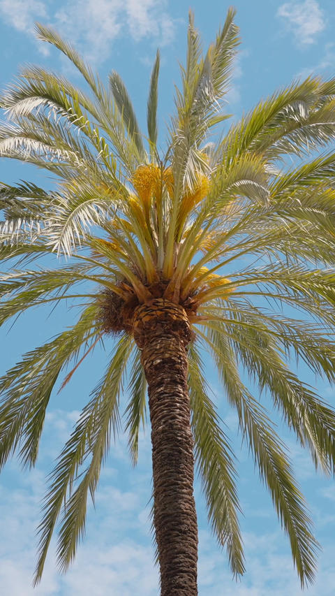 Palm tree leaves blue sky low angle tropical summer vacation travel mediterranean