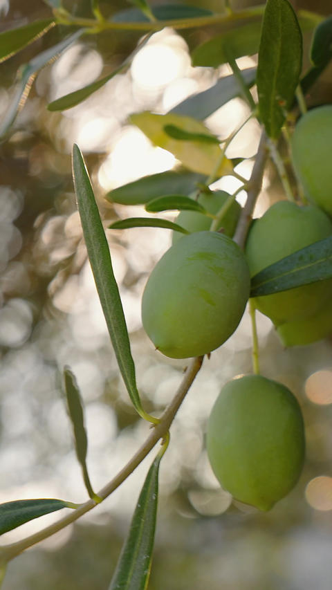 Olive tree branch sunlight bokeh macro mediterranean nature green fruit harvest organic background