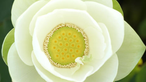 Close-up of a lotus flower swaying in the wind; close-up of the receptacle and stamens