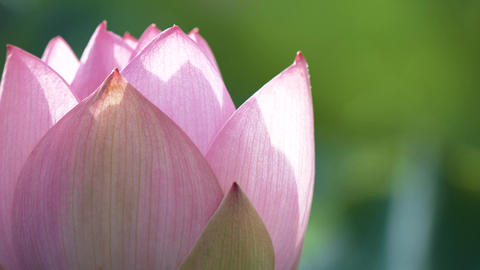 Beautiful Pink Lotus Flower on Green Background with Copyspace