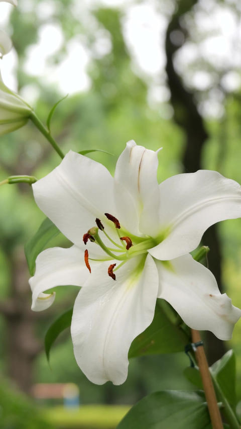 White Lily Flower Swaying in the Breeze - Vertical Video