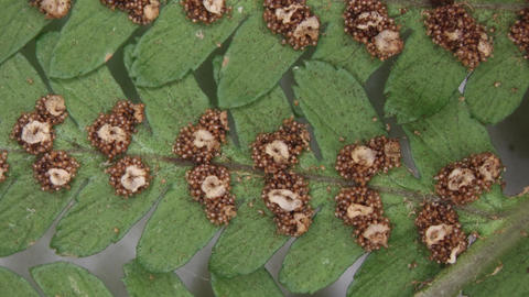 green branch of spotted fern