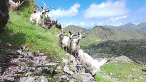 Herd of Mountain Goats Grazing on Rocky Green Alpine Hillside