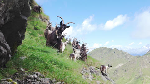 Goats grazing on steep grassy mountain slope under blue sky