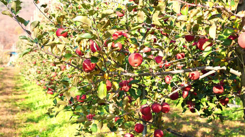 apple orchard
