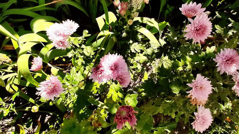 Natur