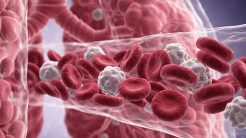 3D Medical Animation of Blood Cells Circulating Through Human Lung Capillaries