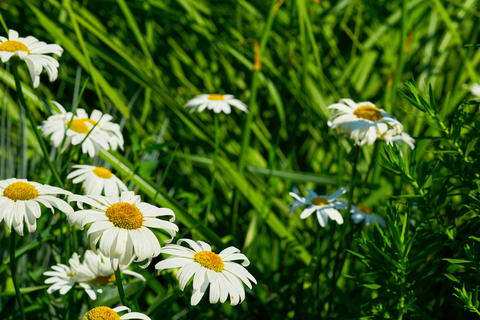 Summer mood.Medicinal useful herbal chamomile flowers