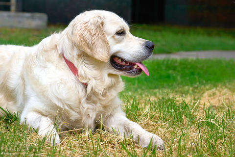 Calmness.Golden retriever is resting on green grass
