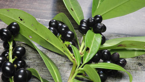 laurel branch with black berries in the garden during the summer