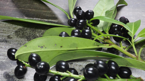 laurel branch with black berries in the garden during the summer