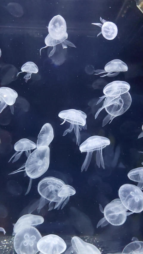 Vertical footage of translucent moon jellyfish (Aurelia aurita) gracefully swimming together