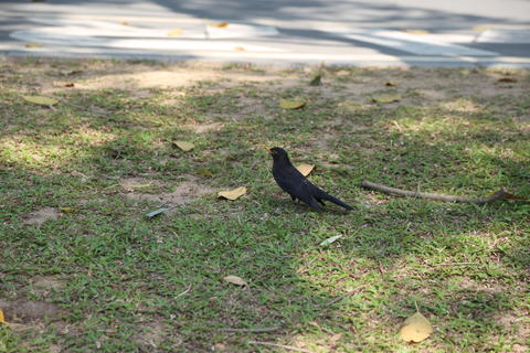 A black bird with long tail feathers is standing on the grass near an asphalt road
