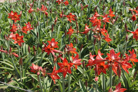 A field of hippeastrum rutilum, peonies, with long red petals and green leaves in the background