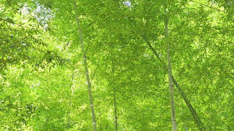 陽光が差し込む緑の竹林、清々しい日本の自然、そして持続可能な環境