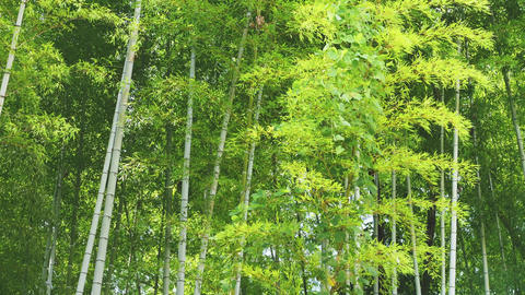 陽光が差し込む緑の竹林、清々しい日本の自然、そして持続可能な環境