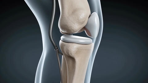 Medical knee joint anatomy rotating