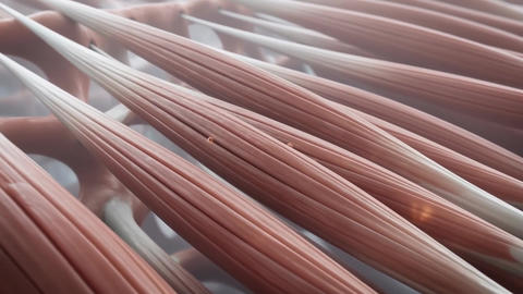 Medical muscle fibers nerve signal macro